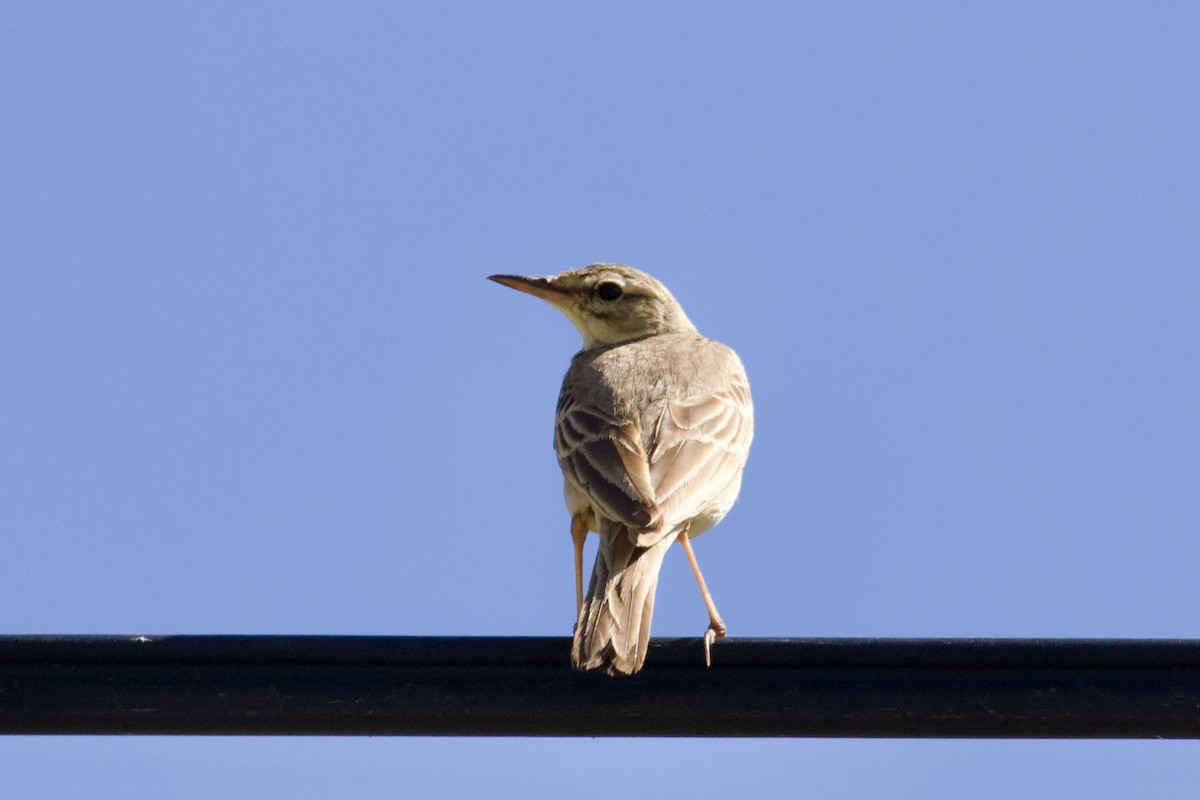 Tawny Pipit - ML620436185