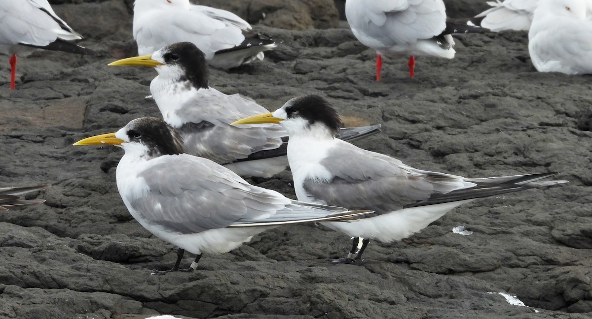 Great Crested Tern - ML620436186