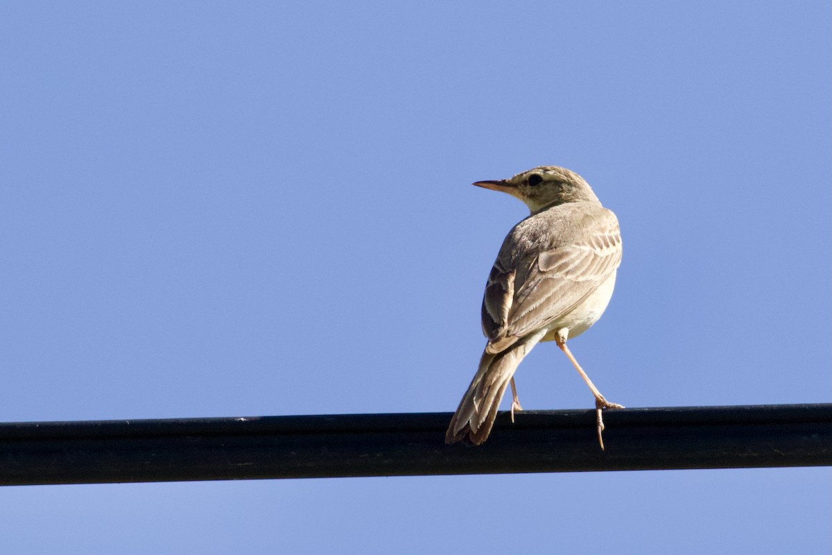 Tawny Pipit - ML620436187