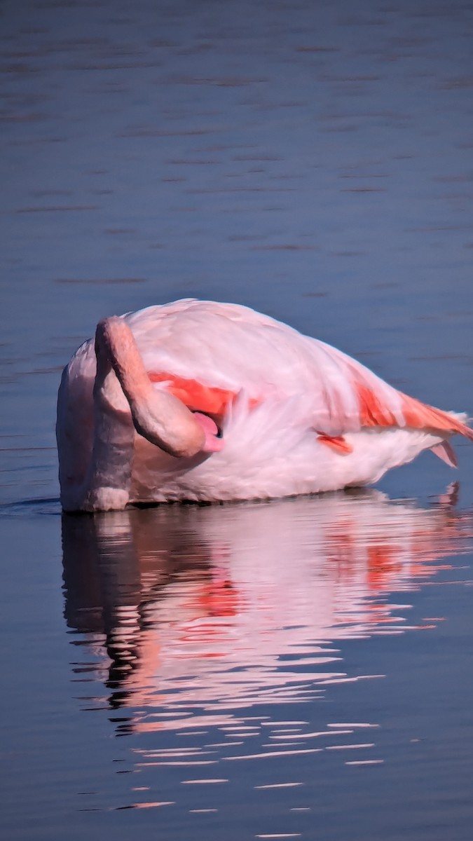 Greater Flamingo - ML620436190