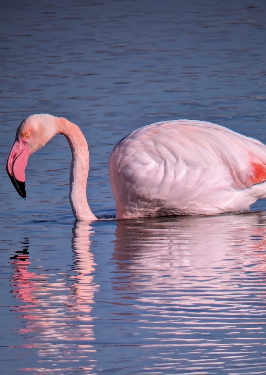 Greater Flamingo - ML620436191