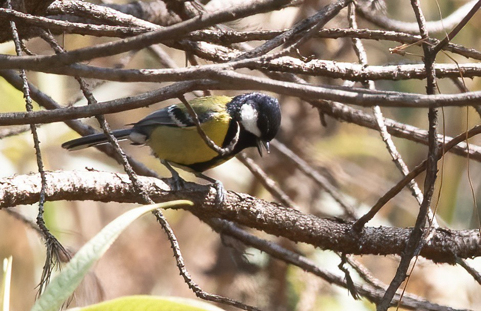 Green-backed Tit - ML620436196