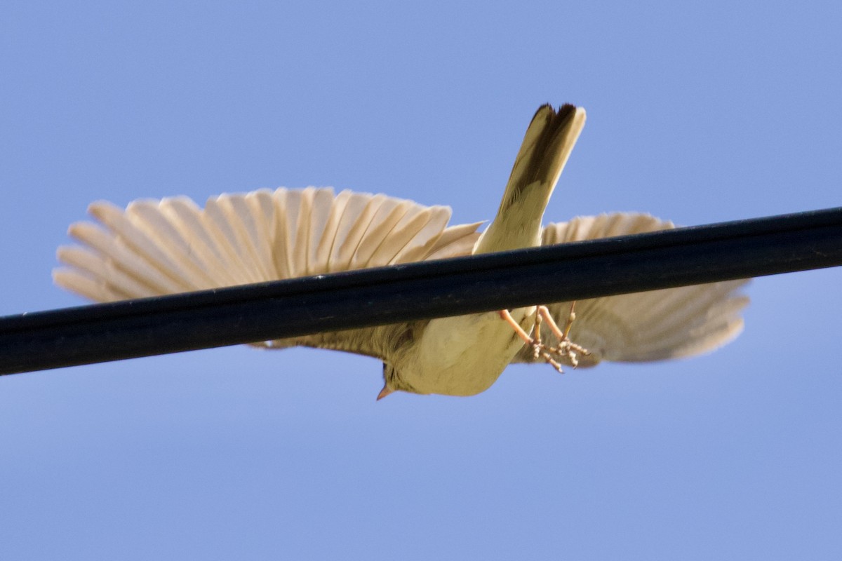 Tawny Pipit - ML620436198