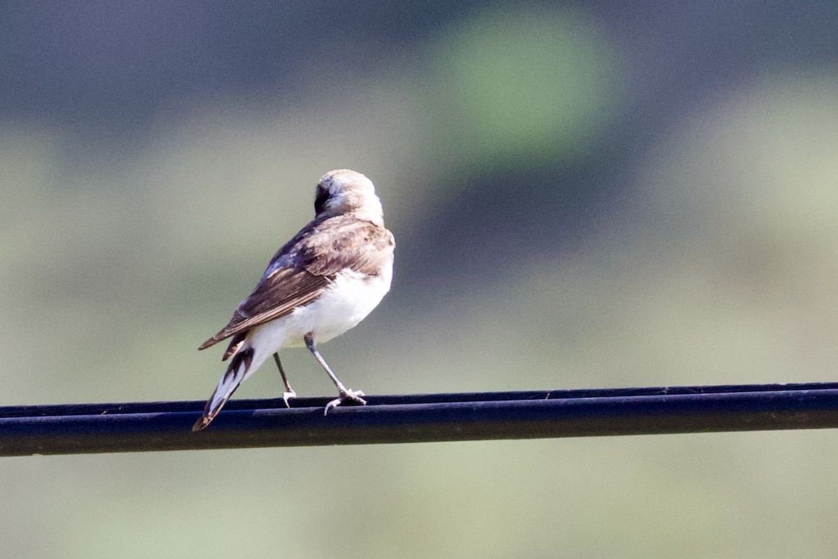 Pied Wheatear - ML620436199