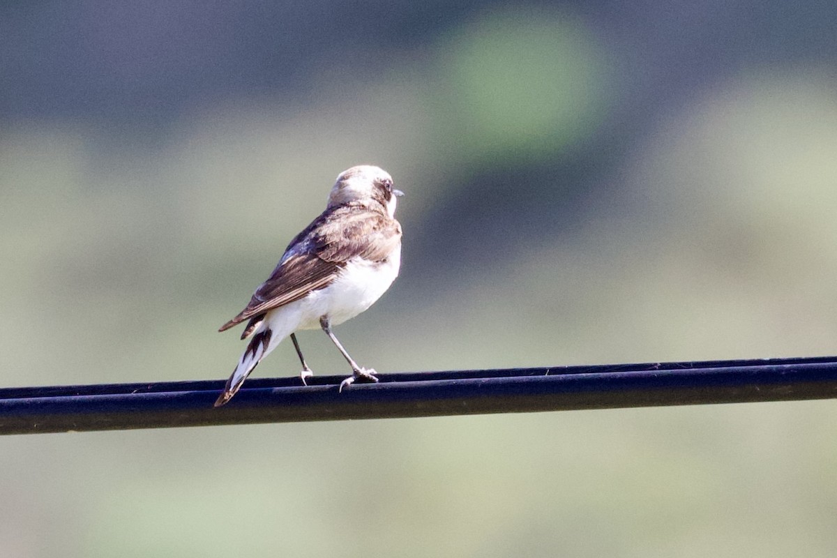 Pied Wheatear - ML620436201