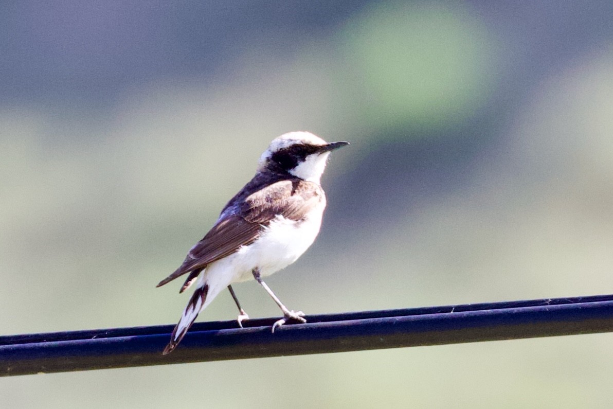 Pied Wheatear (vittata) - ML620436202