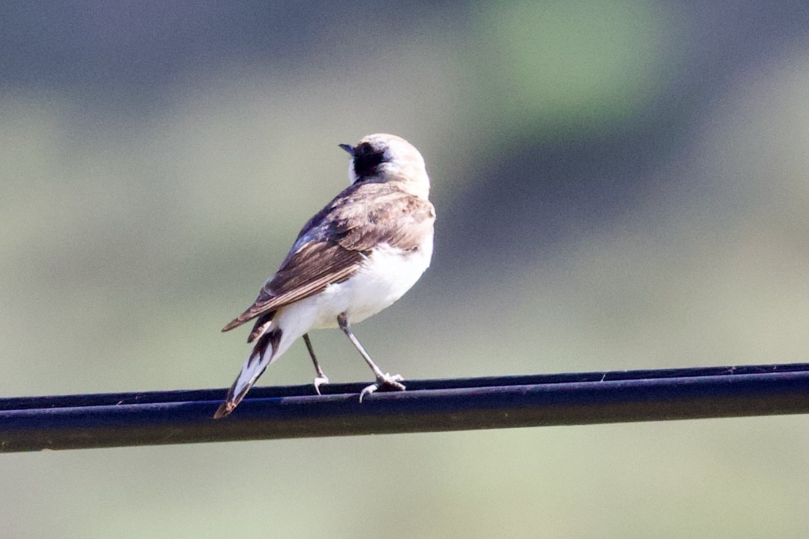 Pied Wheatear - ML620436203