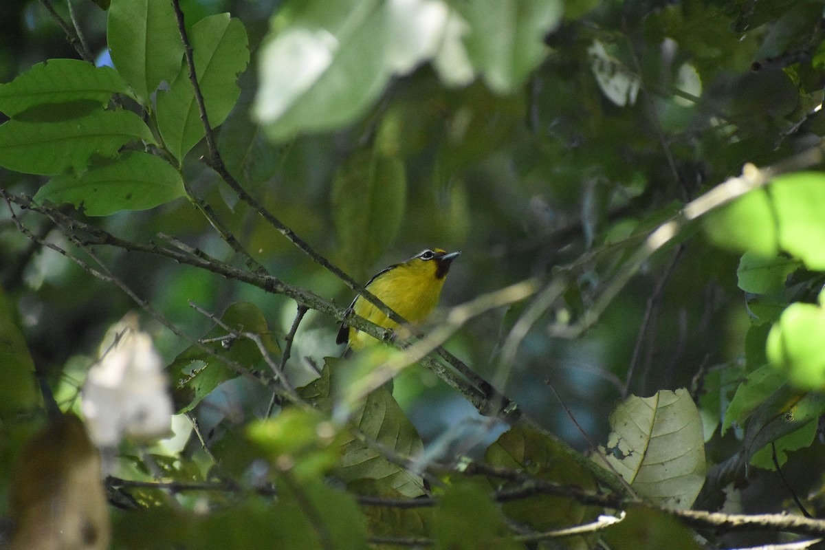 Rotstirn-Würgervireo - ML620436204