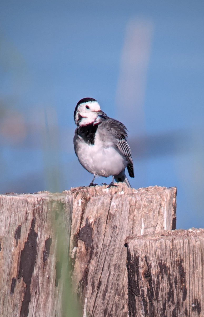 Lavandera Blanca - ML620436205