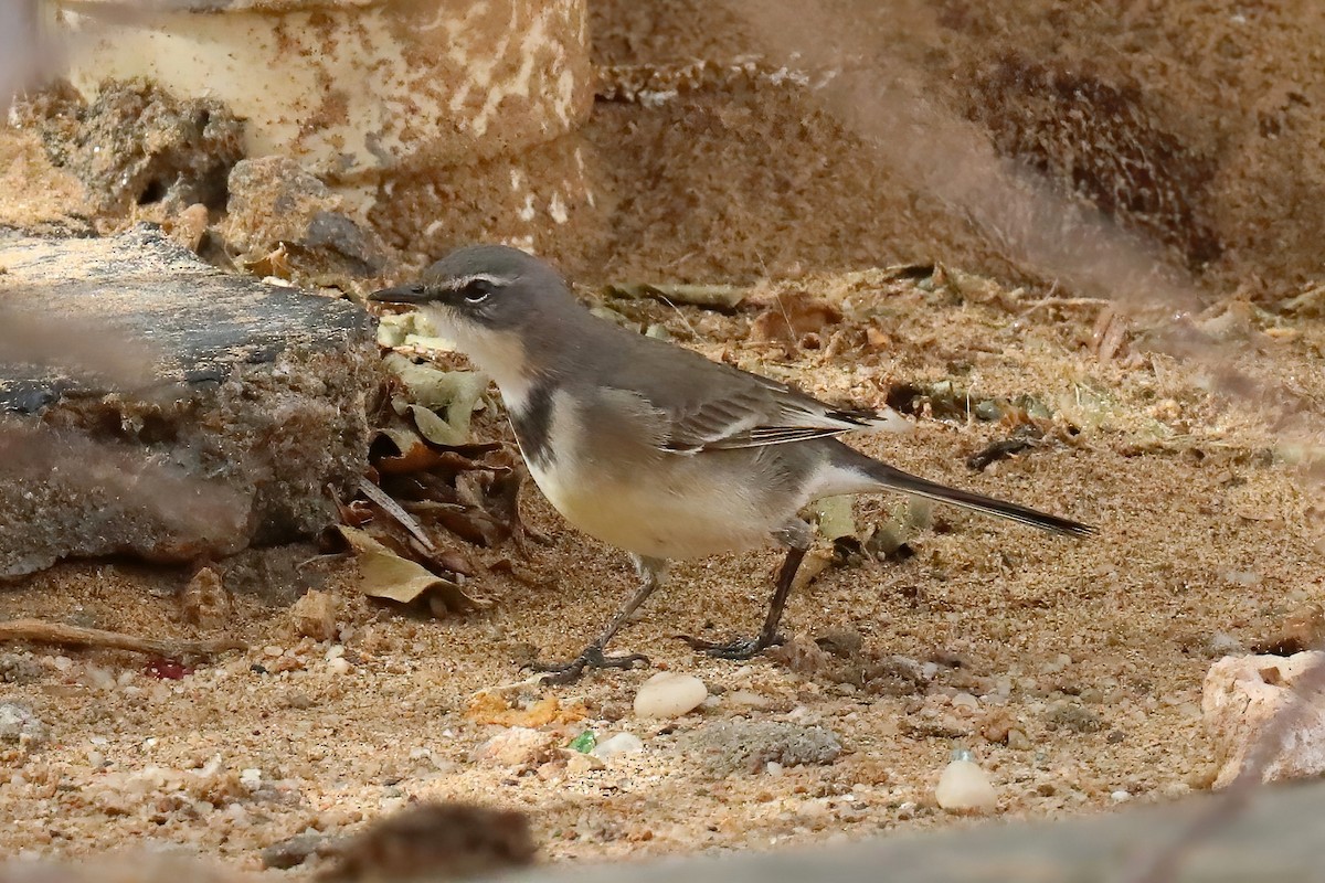 Cape Wagtail - ML620436206