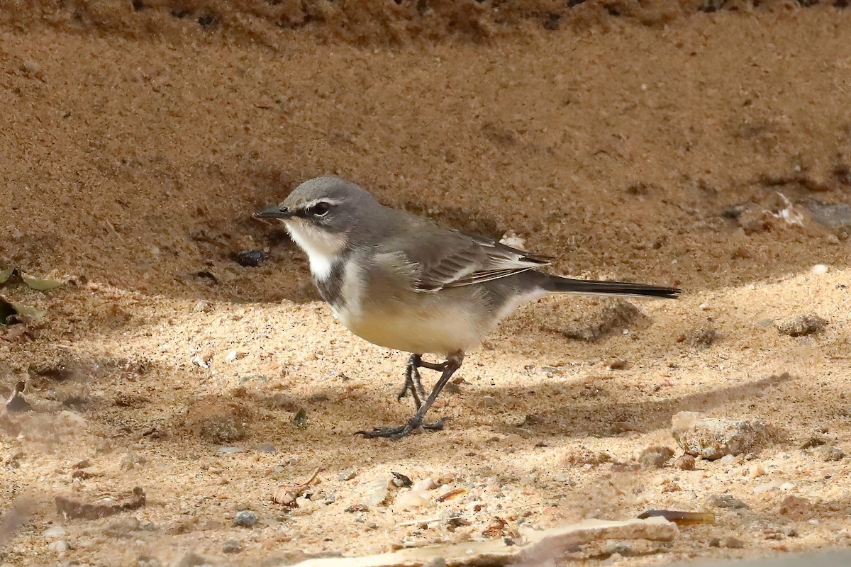 Cape Wagtail - ML620436207