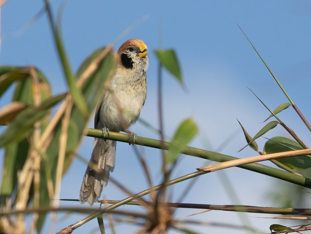 Spot-breasted Parrotbill - ML620436212