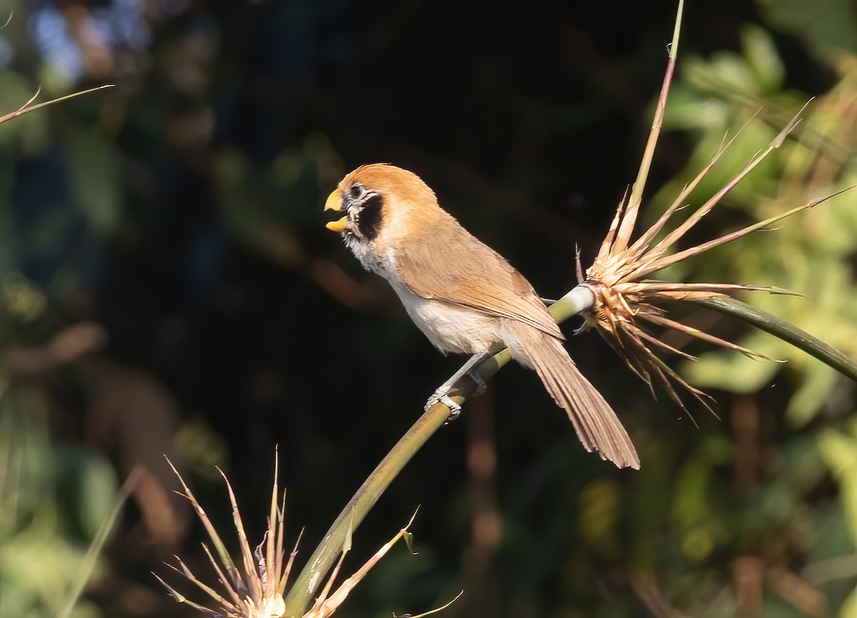 Paradoxornis fléché - ML620436214