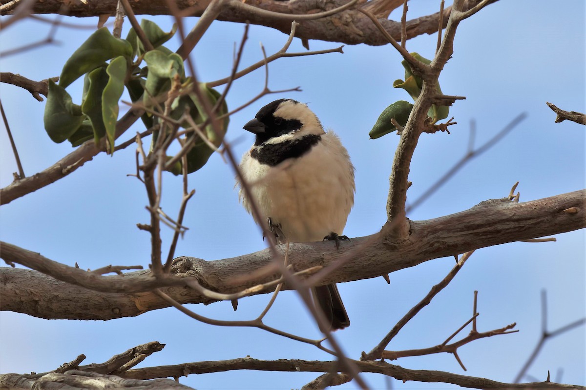 Cape Sparrow - ML620436218