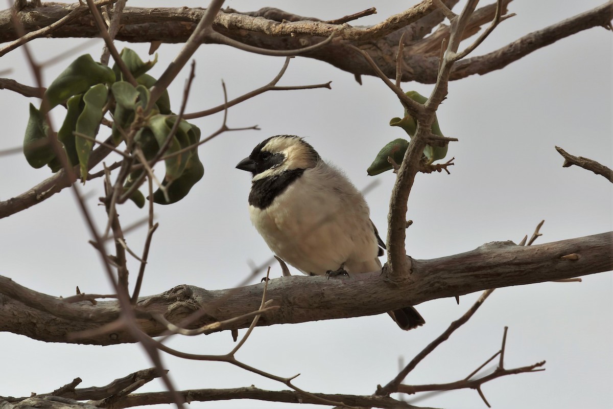 Cape Sparrow - ML620436222