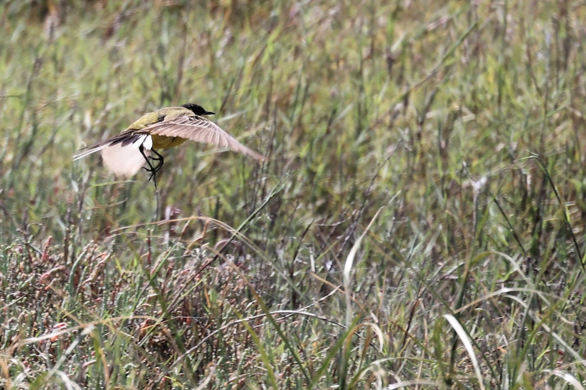 Western Yellow Wagtail (feldegg) - ML620436223