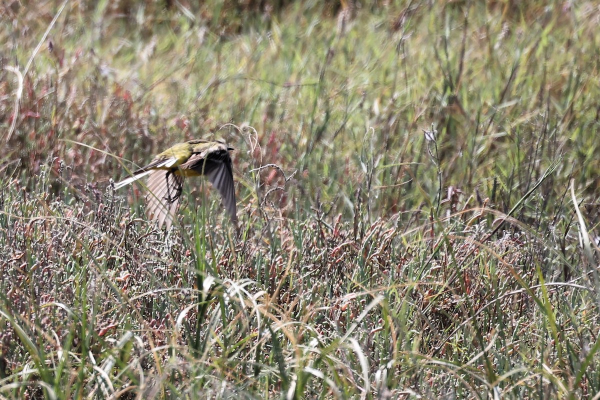 Western Yellow Wagtail (feldegg) - ML620436225