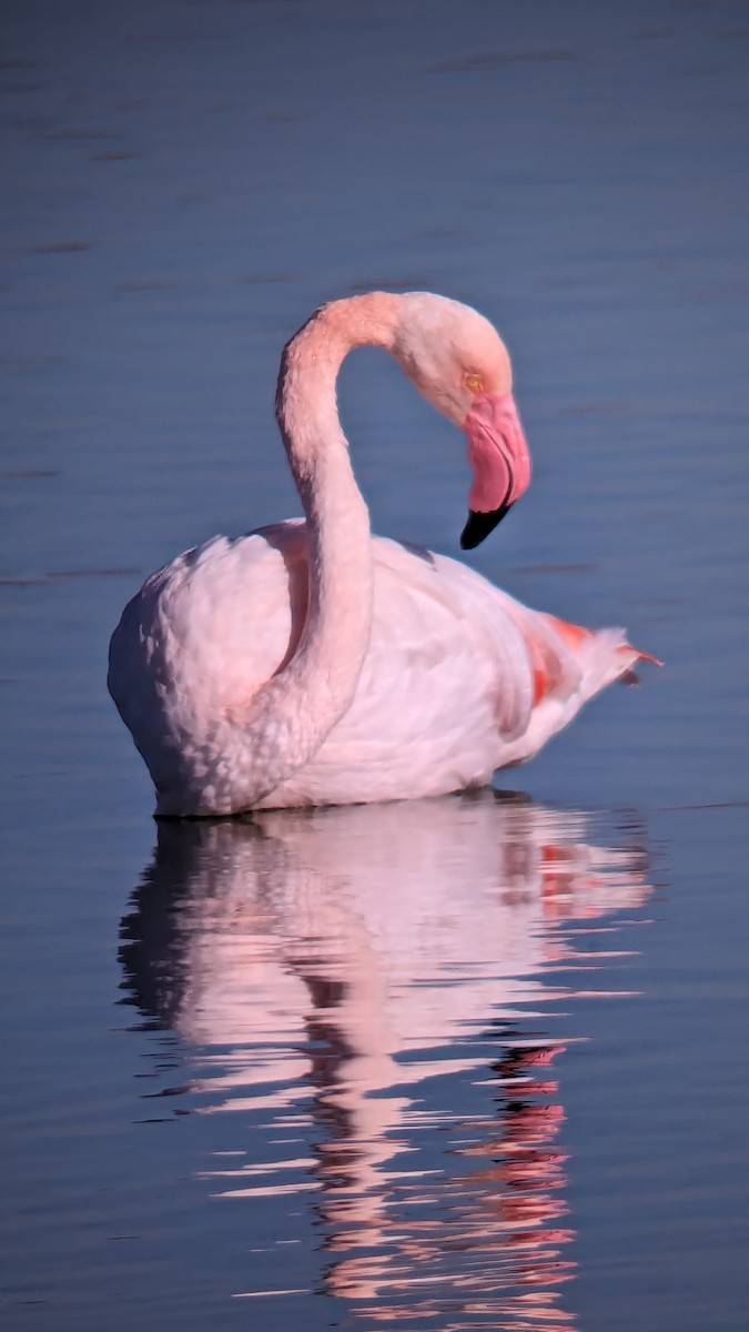 Greater Flamingo - ML620436228