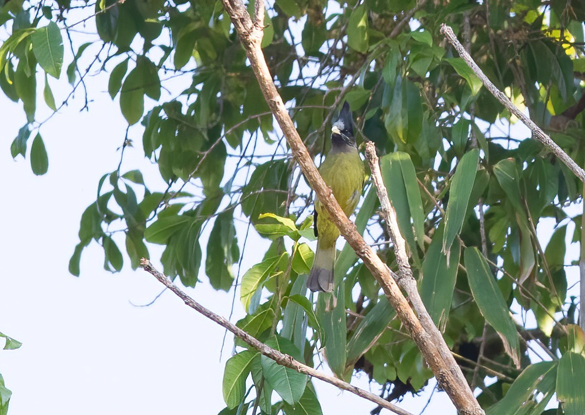 Crested Finchbill - ML620436229