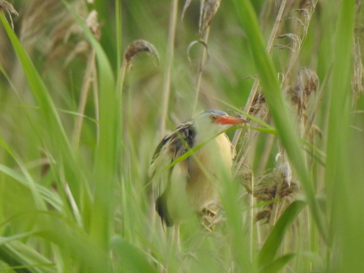 Little Bittern - ML620436230