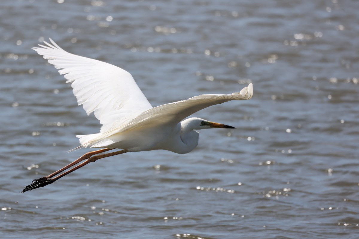 Grande Aigrette - ML620436235