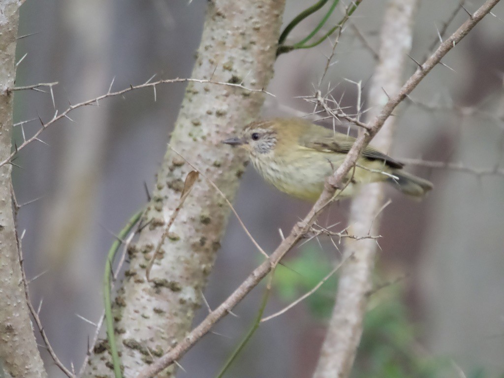 Striated Thornbill - ML620436238