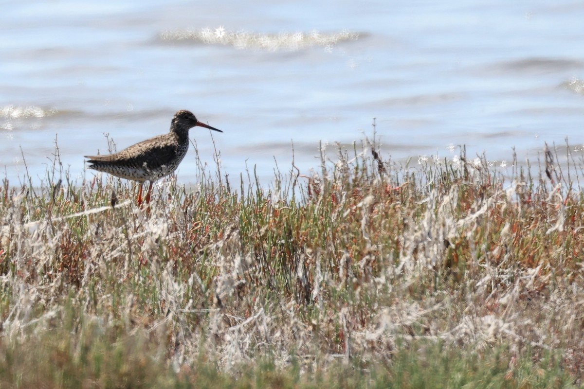 Common Redshank - ML620436243