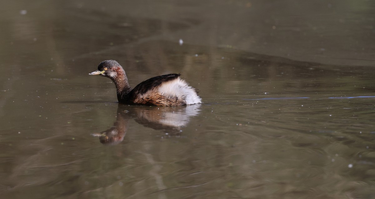 Australasian Grebe - ML620436259