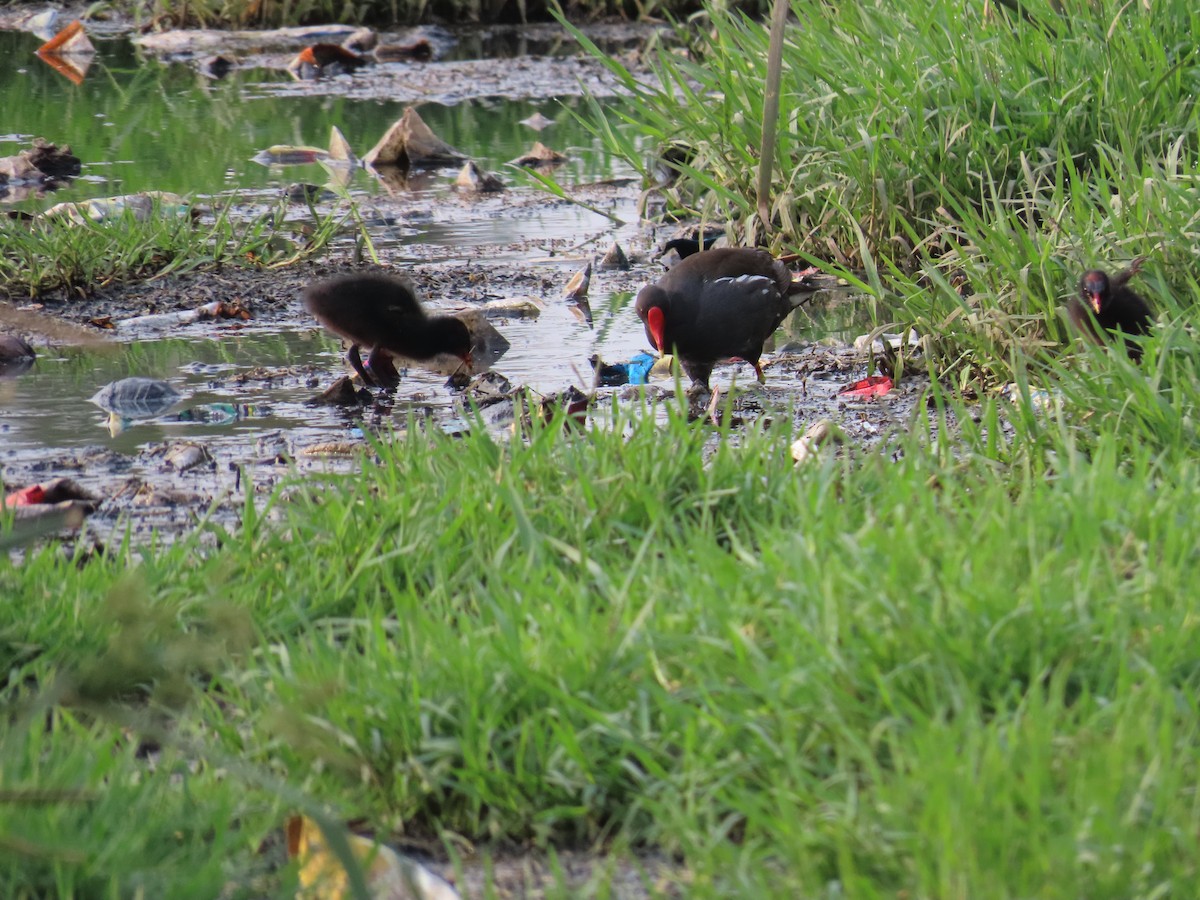 Eurasian Moorhen - ML620436261