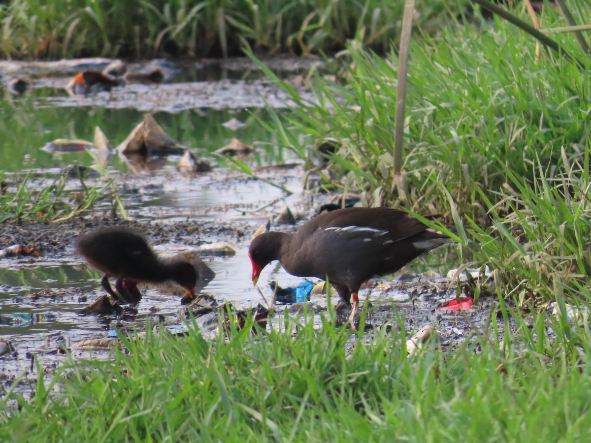 Eurasian Moorhen - ML620436262