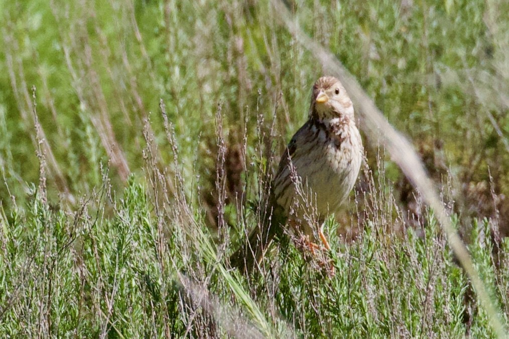 Corn Bunting - ML620436263