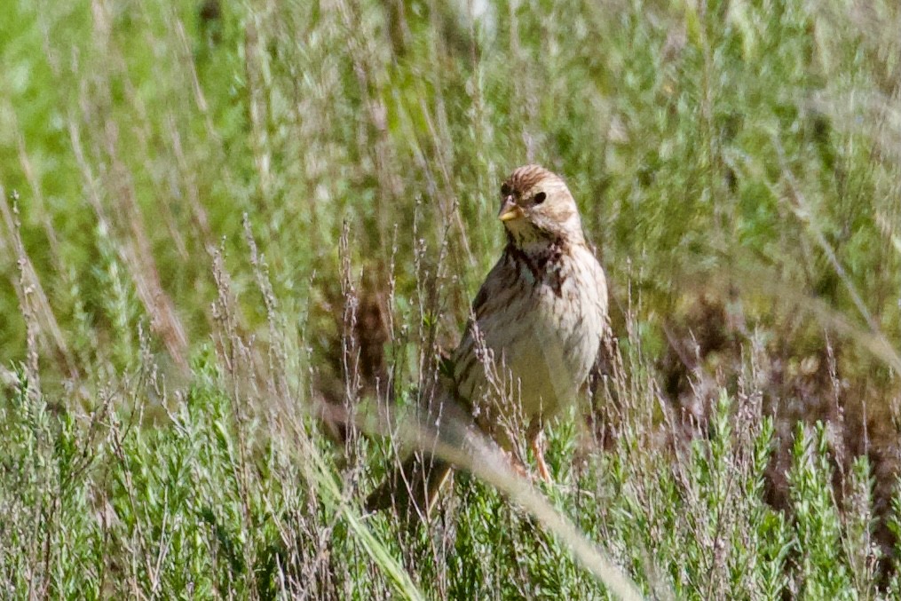 Corn Bunting - ML620436265