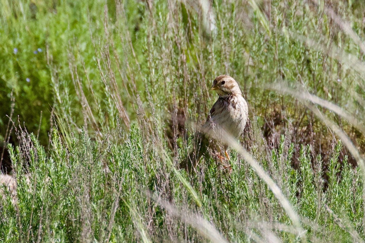 Corn Bunting - ML620436267