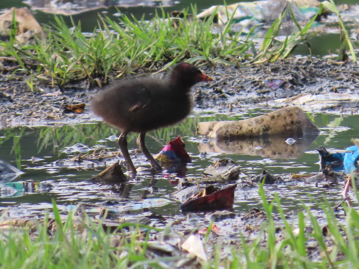 Eurasian Moorhen - ML620436269