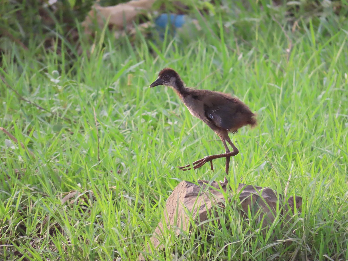 White-breasted Waterhen - ML620436271