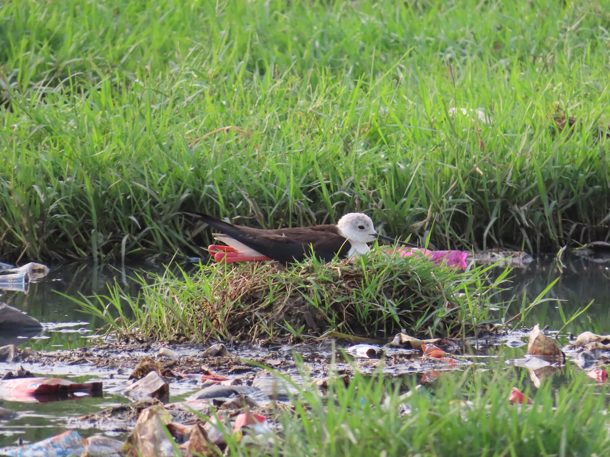 Black-winged Stilt - ML620436273