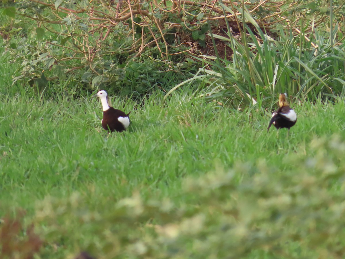 Pheasant-tailed Jacana - ML620436274