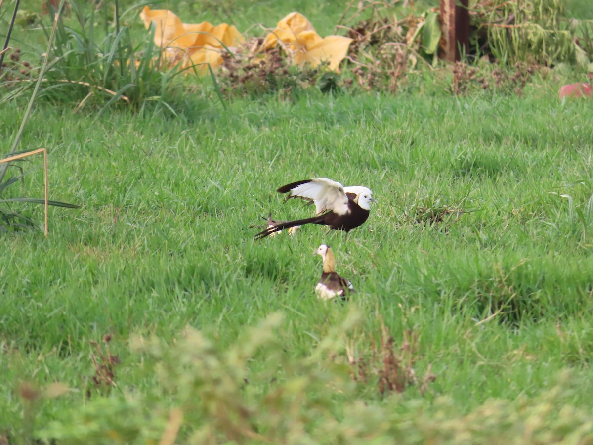 Pheasant-tailed Jacana - ML620436275