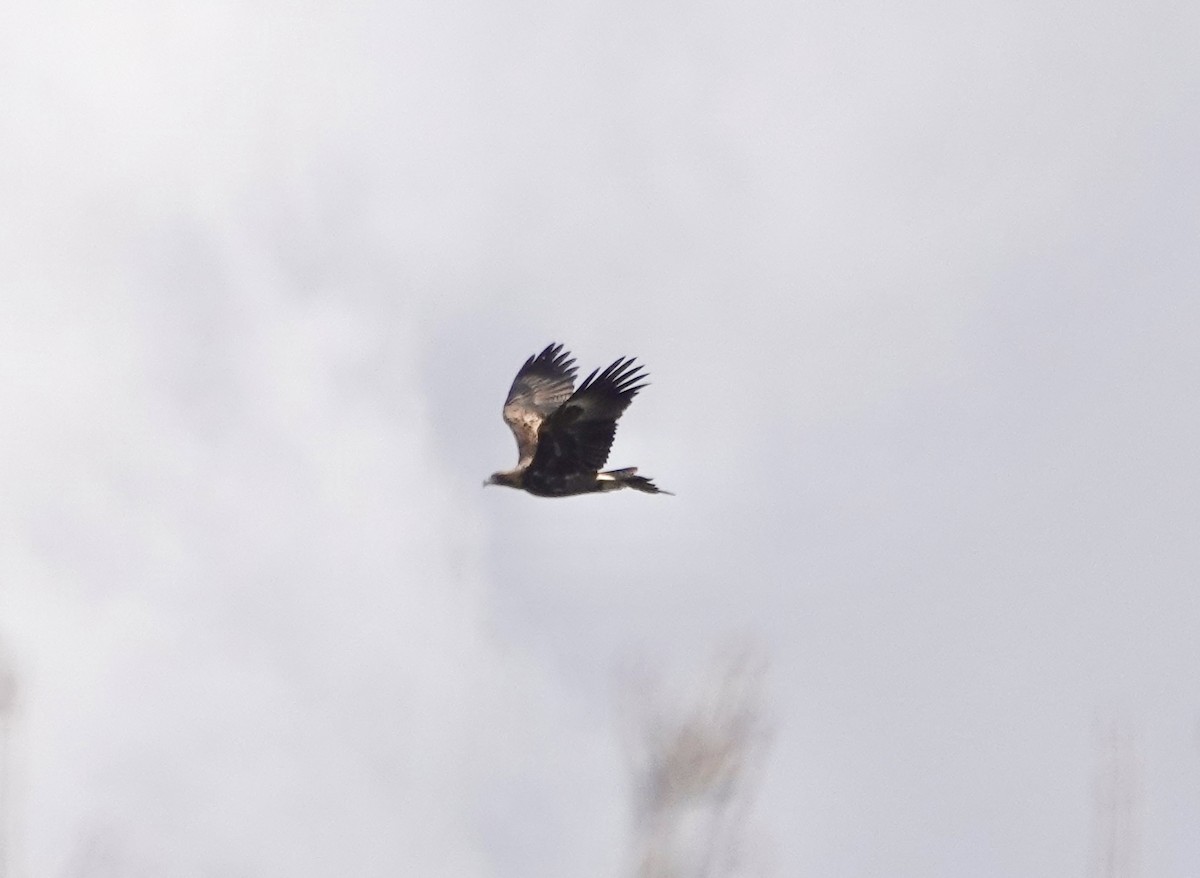 Wedge-tailed Eagle - ML620436277