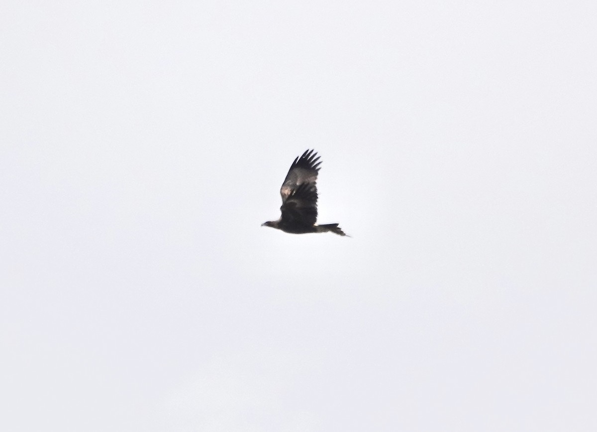 Wedge-tailed Eagle - ML620436278