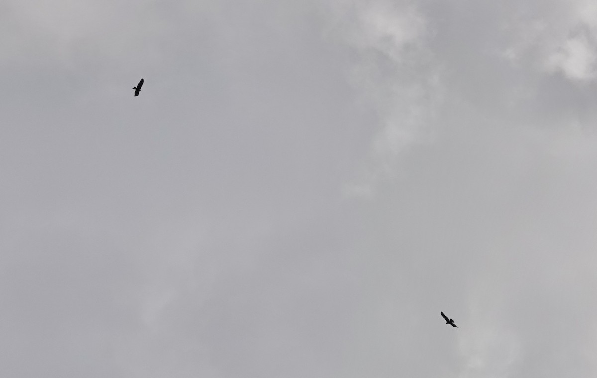 Wedge-tailed Eagle - ML620436279