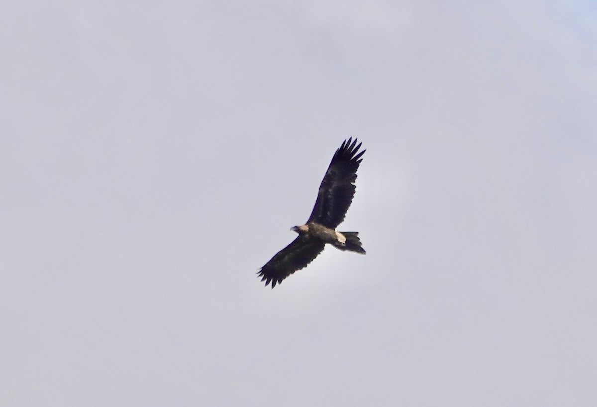 Wedge-tailed Eagle - ML620436280