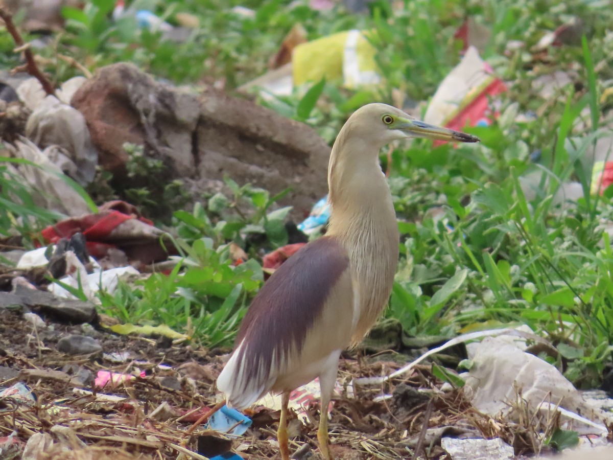 Indian Pond-Heron - ML620436283