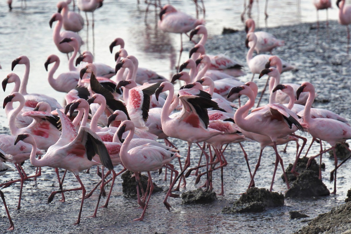 Lesser Flamingo - ML620436290