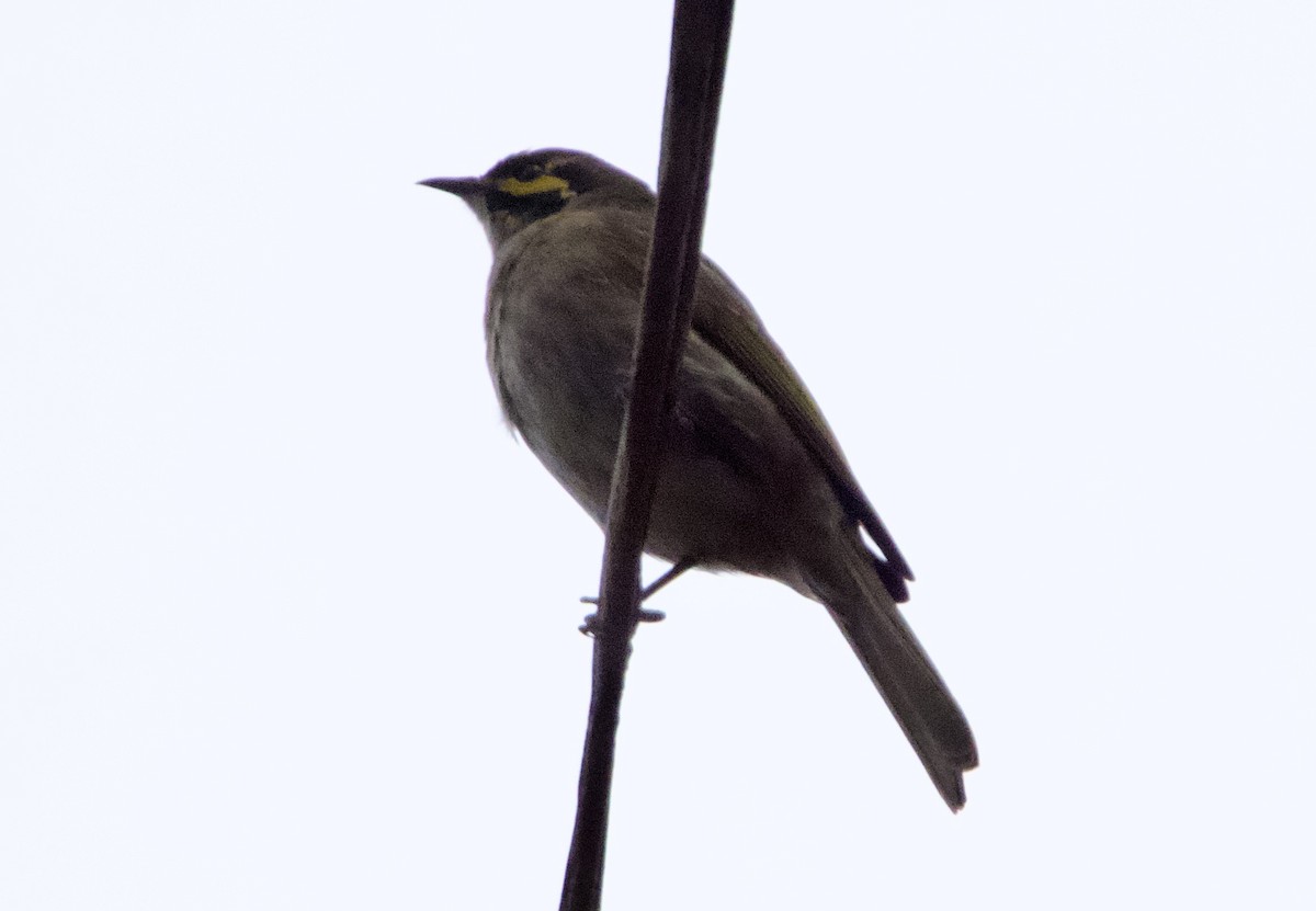 Yellow-faced Honeyeater - ML620436292