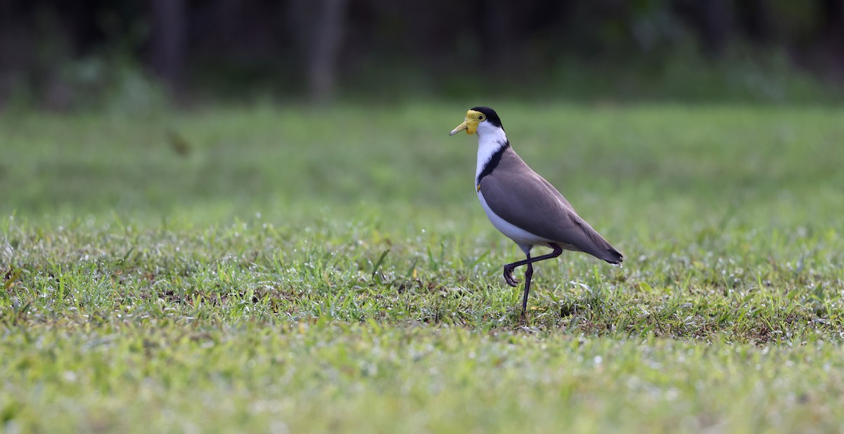 Masked Lapwing - ML620436296