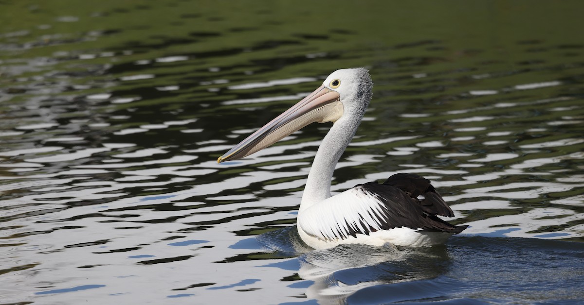 pelikán australský - ML620436298