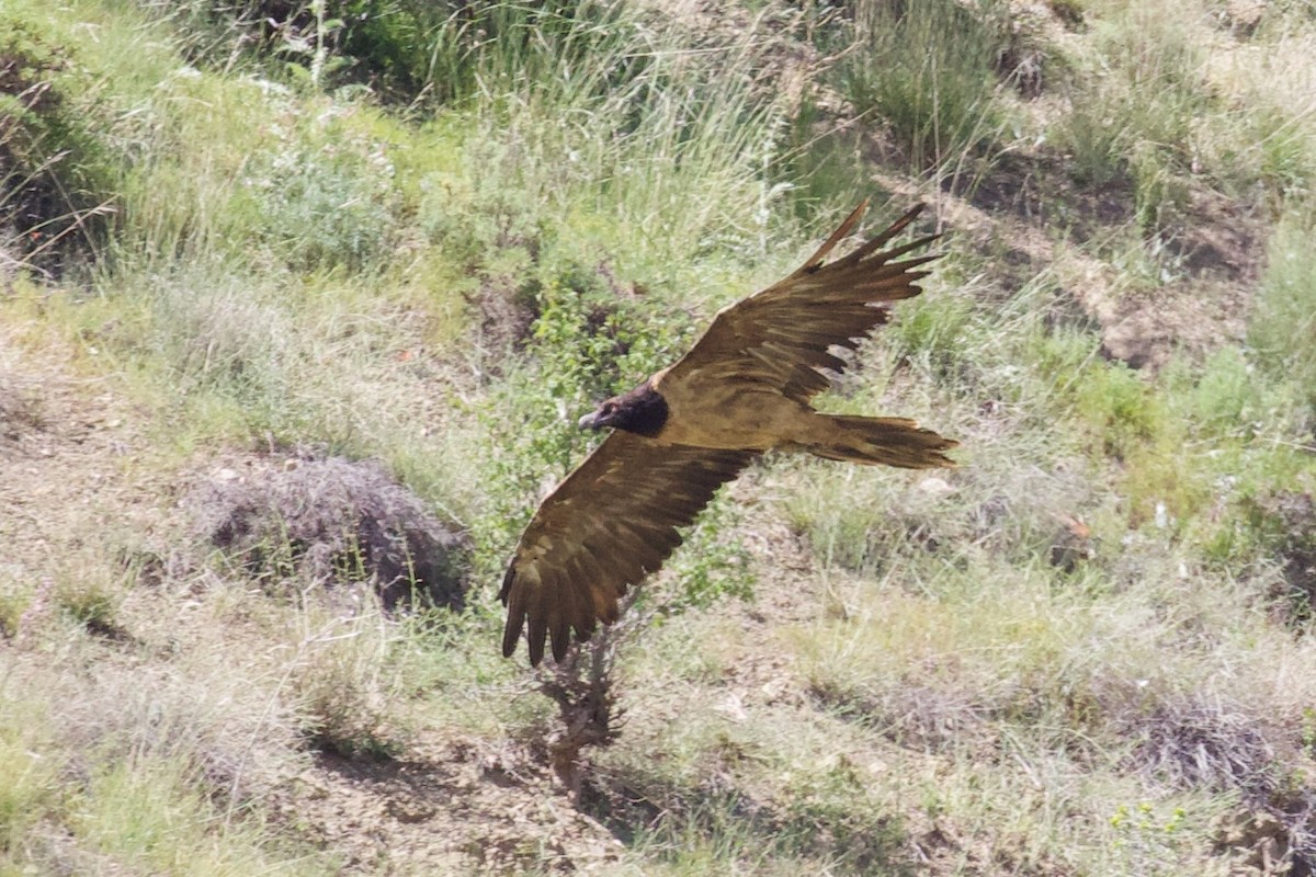 Bearded Vulture - ML620436301