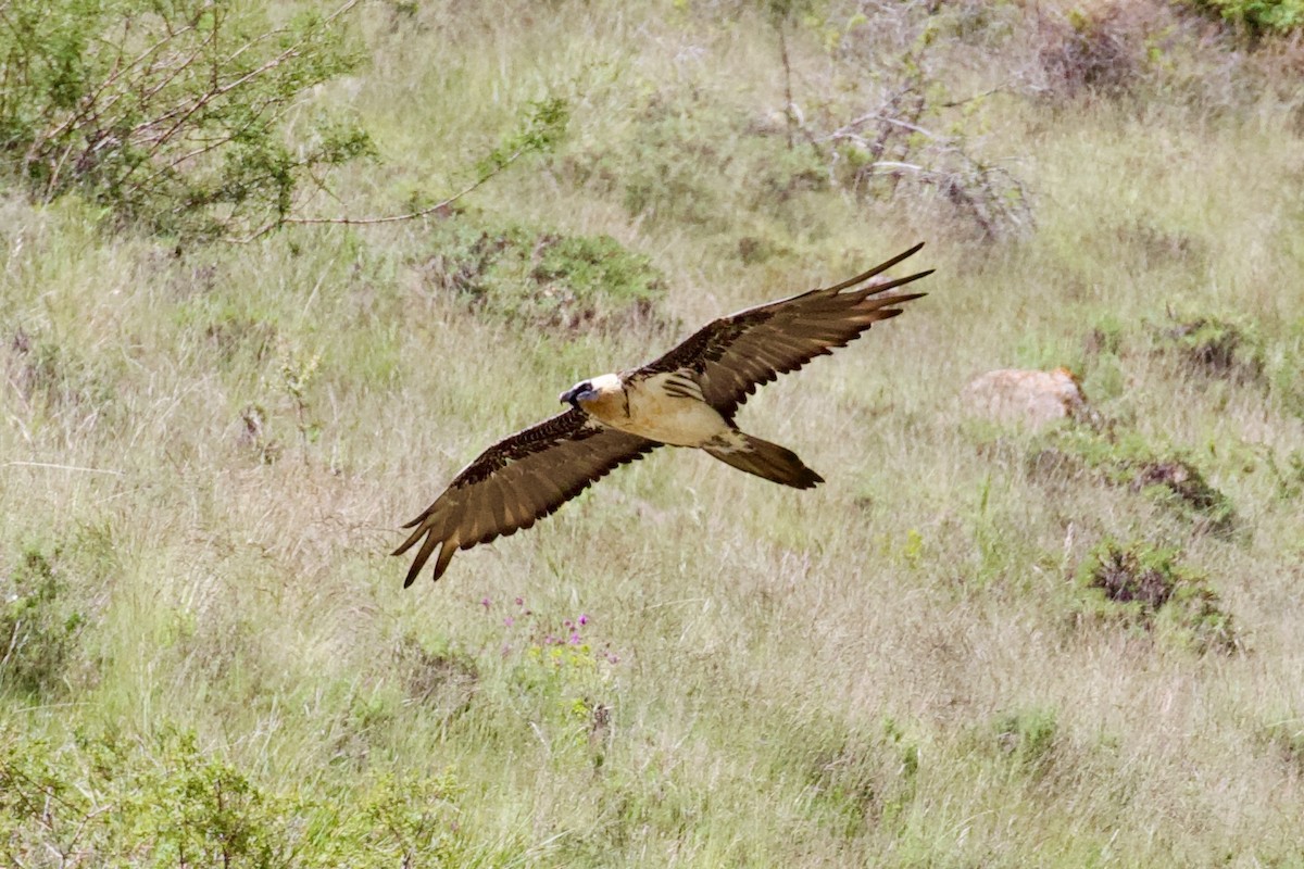 Bearded Vulture - Dorna Mojab