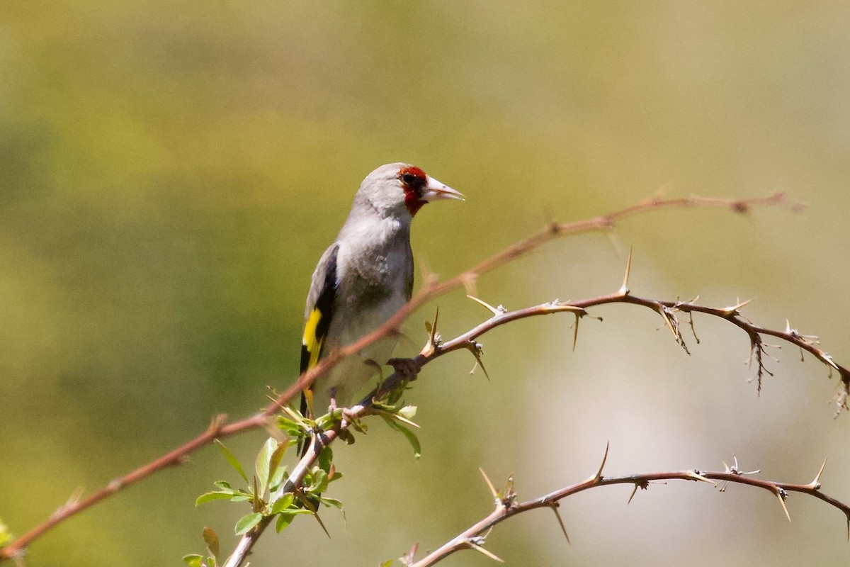 European Goldfinch (Eastern) - ML620436308